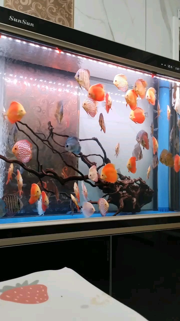 還是七彩好看
