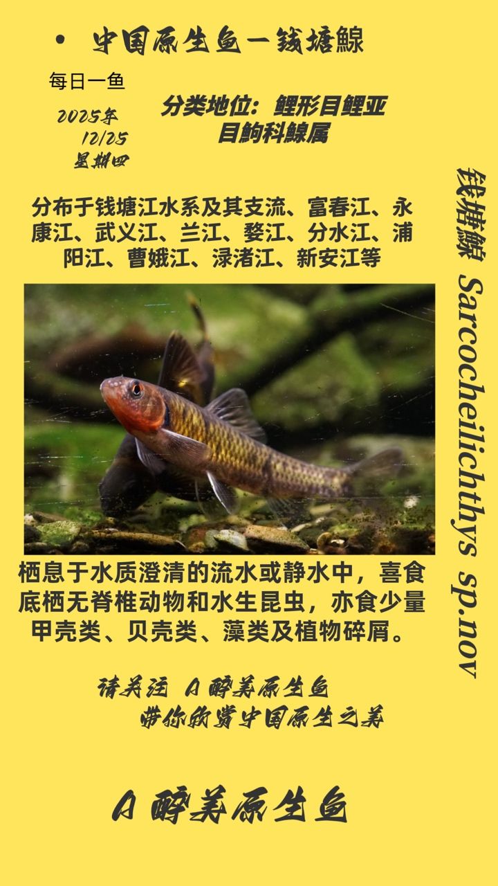 錢塘鰁 錢塘鰁 龍魚論壇