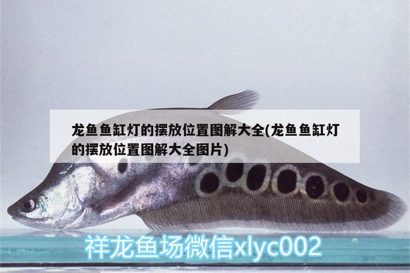 龍魚(yú)魚(yú)缸燈的擺放位置圖解大全(龍魚(yú)魚(yú)缸燈的擺放位置圖解大全圖片)