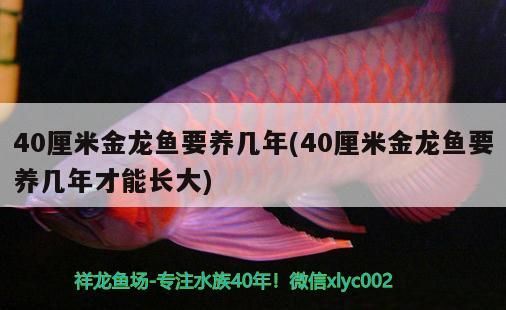 40厘米金龍魚要養幾年(40厘米金龍魚要養幾年才能長大) 40厘米金龍魚要養幾年(40厘米金龍魚要養幾年才能長大) 觀賞魚百科