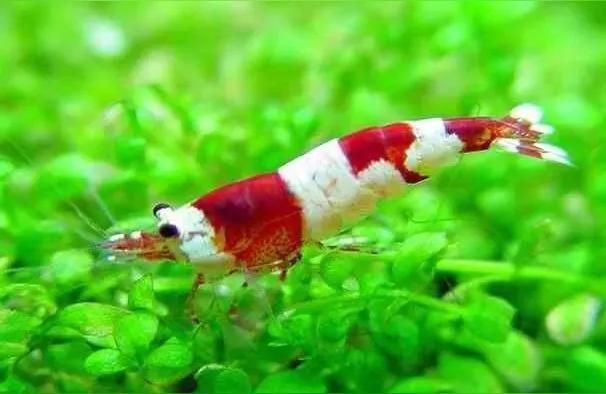 唐山龍魚:龍魚養(yǎng)不活是什么原因 唐山龍魚:龍魚養(yǎng)不活是什么原因 觀賞魚百科 第1張