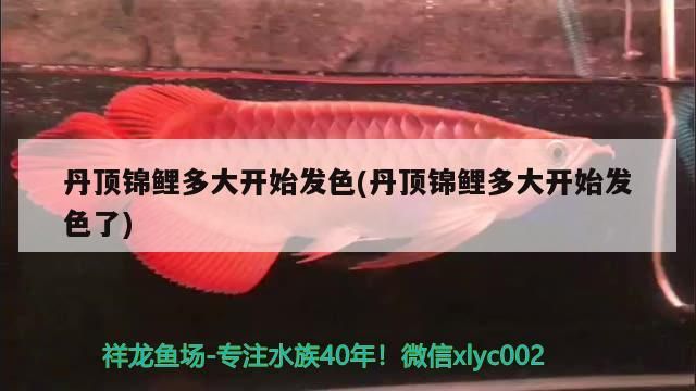 丹頂錦鯉多大開(kāi)始發(fā)色(丹頂錦鯉多大開(kāi)始發(fā)色了)