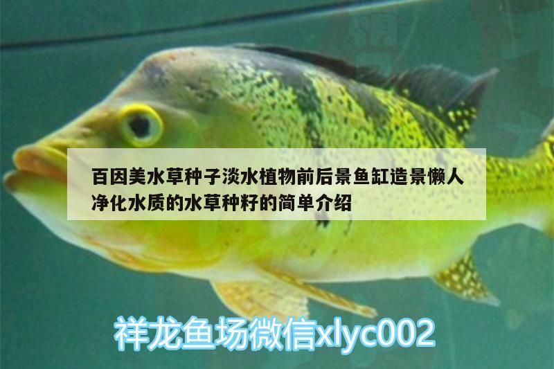 百因美水草種子淡水植物前后景魚缸造景懶人凈化水質的水草種籽的簡單介紹