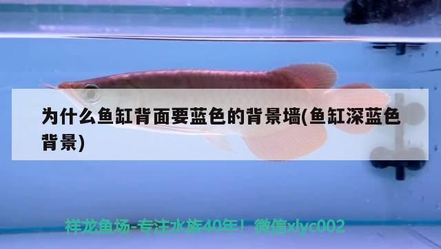 為什么魚缸背面要藍色的背景墻(魚缸深藍色背景)