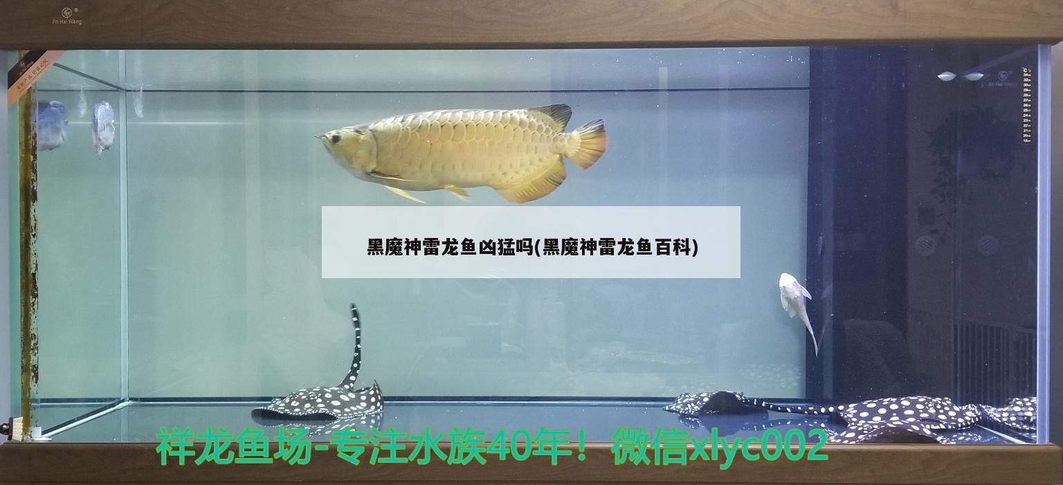 黑魔神雷龍魚兇猛嗎(黑魔神雷龍魚百科)