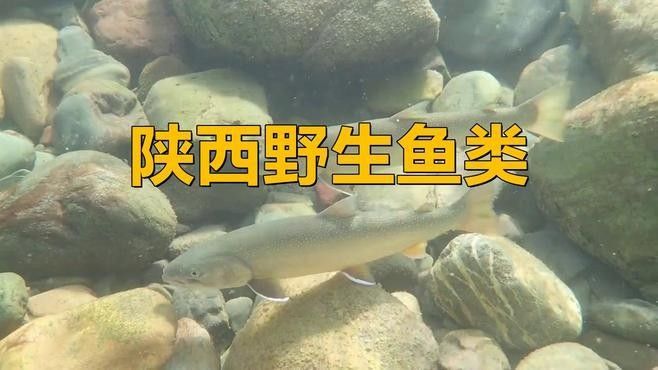 陜西野生魚類