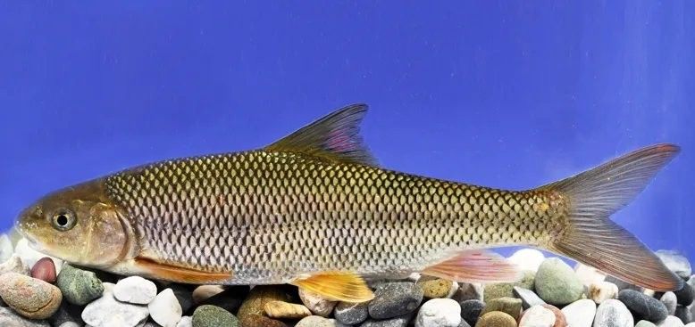 陜西野生魚類
