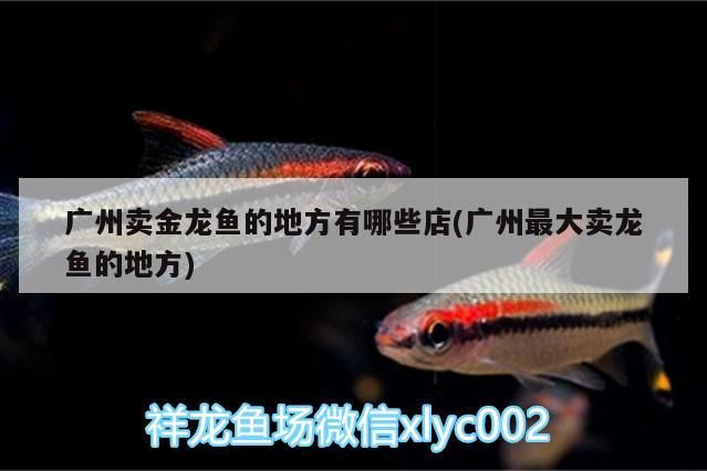 榮登“2020年度生態魚缸行業十大品牌”榜單第一名:森森集團，哪些生態魚缸品牌值得信賴？