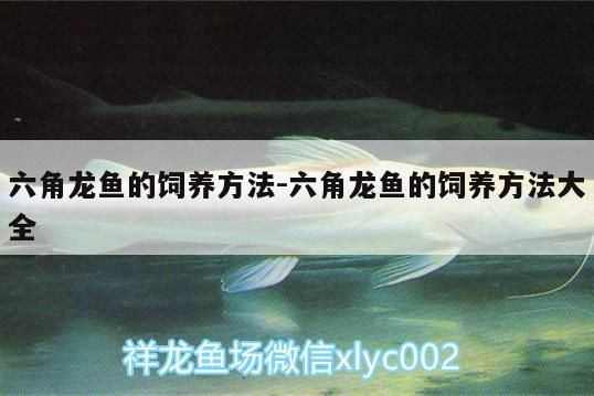 六角龍魚的飼養(yǎng)方法:六角龍魚的飼養(yǎng)方法大全