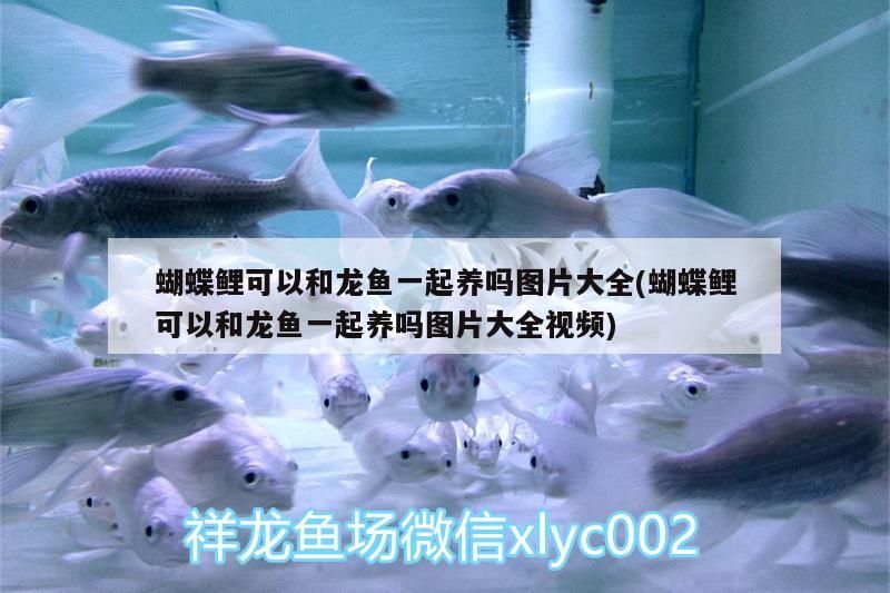 蝴蝶鯉可以和龍魚一起養(yǎng)嗎圖片大全(蝴蝶鯉可以和龍魚一起養(yǎng)嗎圖片大全視頻)