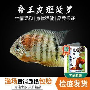 帝王虎斑菠蘿魚能和龍魚虎魚混養（帝王虎斑菠蘿魚在混養時可以和鸚鵡魚、地圖魚等混養）
