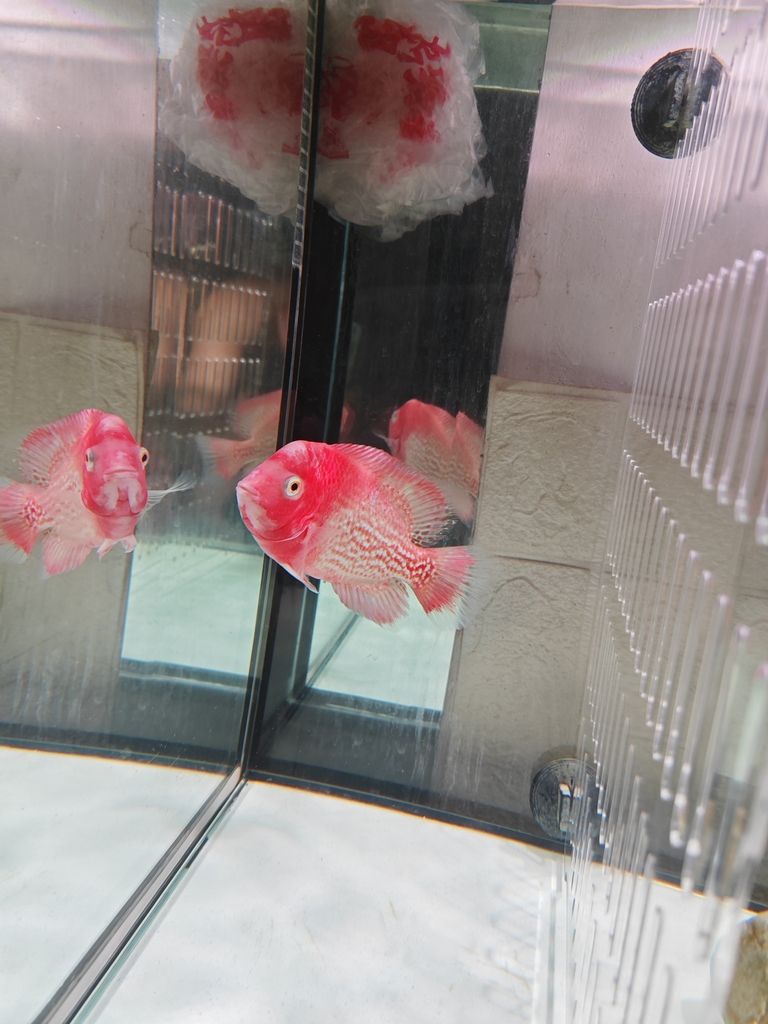 老鐵們,你們覺(jué)得多錢(qián)出合適! 龍魚(yú)論壇 第1張 老鐵們,你們覺(jué)得多錢(qián)出合適! 老鐵們,你們覺(jué)得多錢(qián)出合適! 龍魚(yú)論壇 第1張