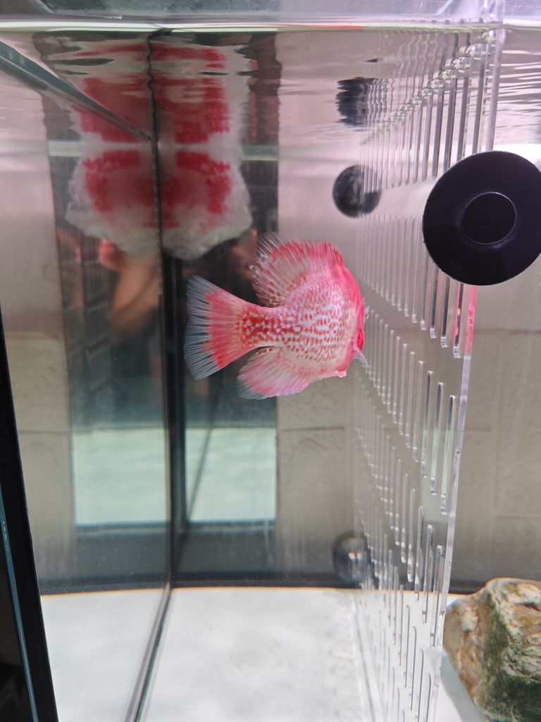 老鐵們,你們覺(jué)得多錢(qián)出合適! 龍魚(yú)論壇 第2張 老鐵們,你們覺(jué)得多錢(qián)出合適! 老鐵們,你們覺(jué)得多錢(qián)出合適! 龍魚(yú)論壇 第2張