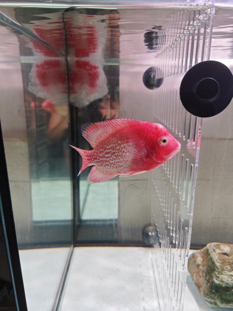 老鐵們,你們覺(jué)得多錢(qián)出合適! 龍魚(yú)論壇 第3張 老鐵們,你們覺(jué)得多錢(qián)出合適! 老鐵們,你們覺(jué)得多錢(qián)出合適! 龍魚(yú)論壇 第3張