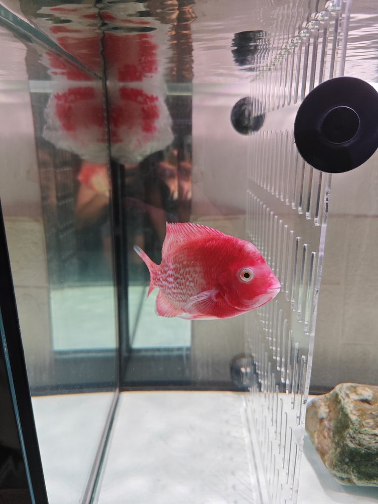 老鐵們,你們覺(jué)得多錢(qián)出合適! 龍魚(yú)論壇 第4張 老鐵們,你們覺(jué)得多錢(qián)出合適! 老鐵們,你們覺(jué)得多錢(qián)出合適! 龍魚(yú)論壇 第4張