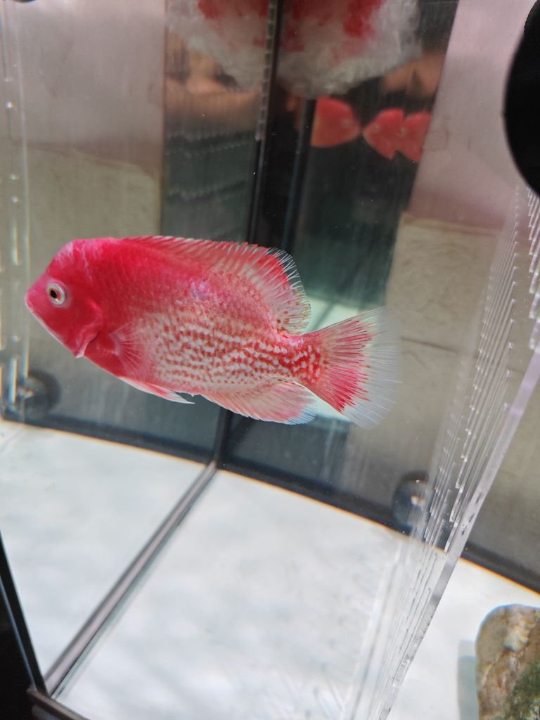 老鐵們,你們覺(jué)得多錢(qián)出合適! 龍魚(yú)論壇 第5張 老鐵們,你們覺(jué)得多錢(qián)出合適! 老鐵們,你們覺(jué)得多錢(qián)出合適! 龍魚(yú)論壇 第5張