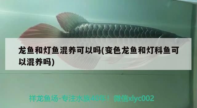 龍魚和燈魚混養可以嗎(變色龍魚和燈科魚可以混養嗎)
