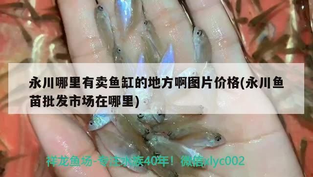 永川哪里有賣魚缸的地方啊圖片價格(永川魚苗批發市場在哪里)