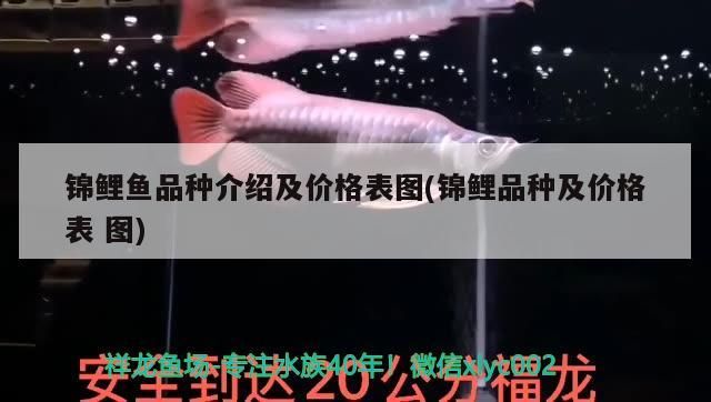 錦鯉魚品種介紹及價格表圖(錦鯉品種及價格表 圖)