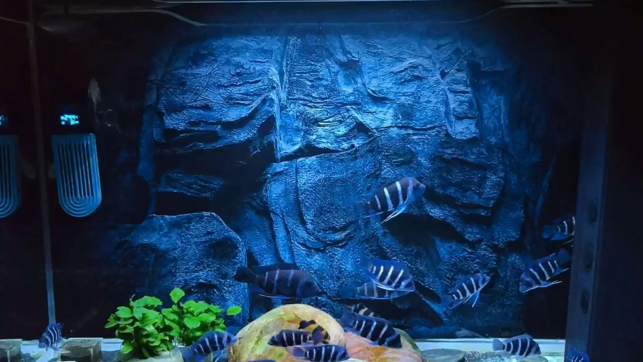 什么魚可以跟金龍魚混養呢圖片(金龍魚和什么魚在一起養最好)