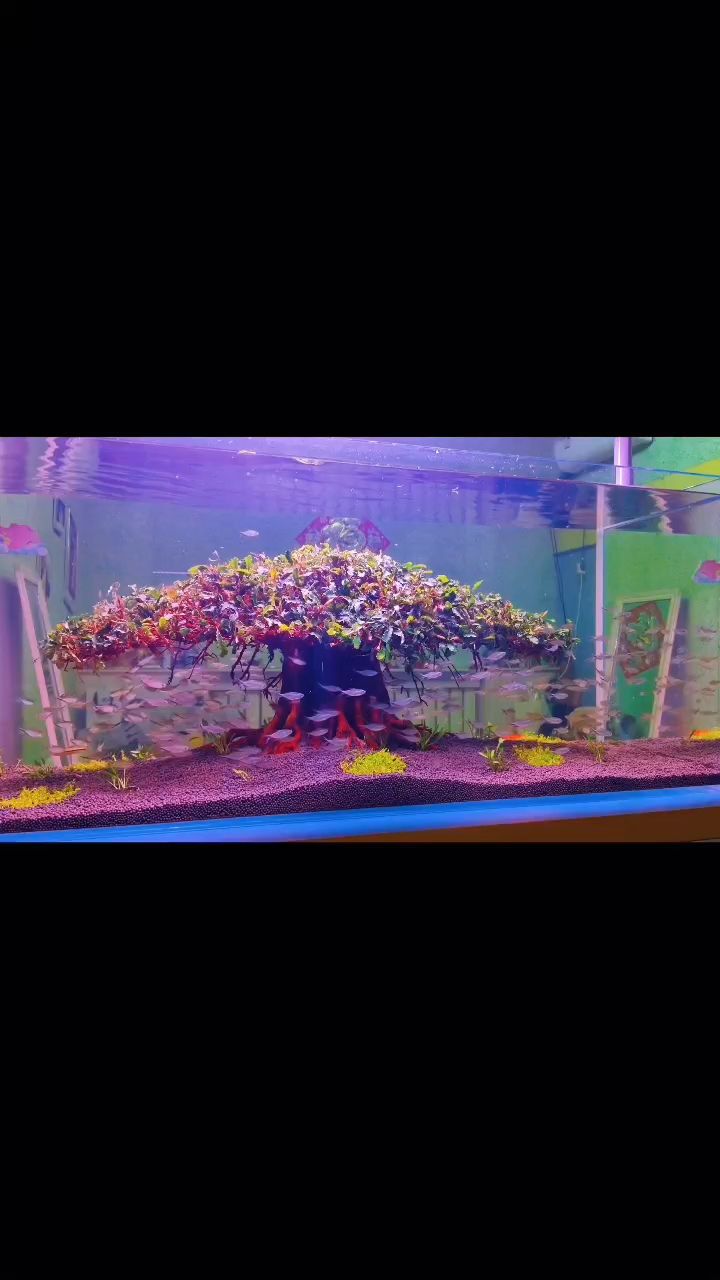 新魚入缸開始馴練群游第一天