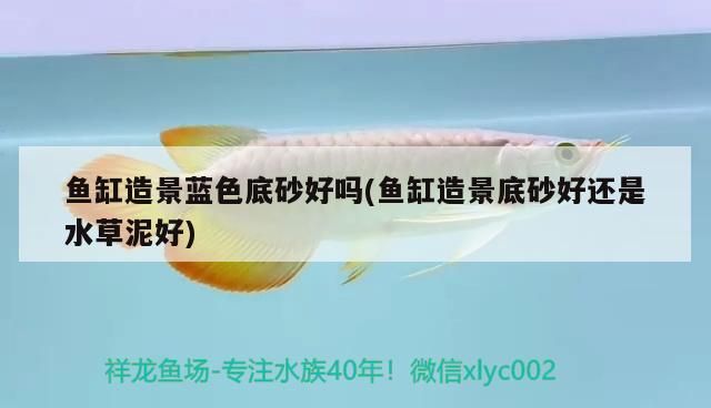 魚缸造景藍色底砂好嗎(魚缸造景底砂好還是水草泥好)