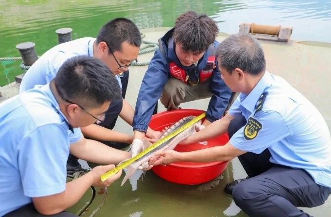 云陽龍魚