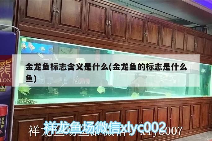 紅龍魚能混養嗎怎么養的好看(紅龍魚的最佳混養魚)