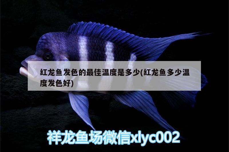 紅龍魚發色的最佳溫度是多少(紅龍魚多少溫度發色好)