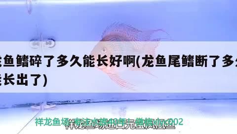 龍魚鰭碎了多久能長好啊(龍魚尾鰭斷了多久能長出了)