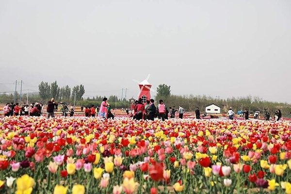 易縣野生魚市場在哪里