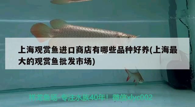 上海觀賞魚進口商店有哪些品種好養(上海最大的觀賞魚批發市場)