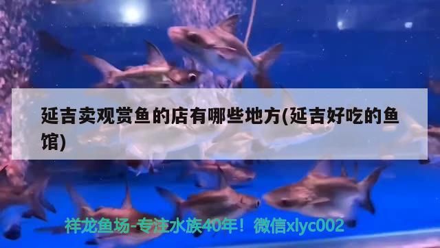 延吉賣觀賞魚的店有哪些地方(延吉好吃的魚館)