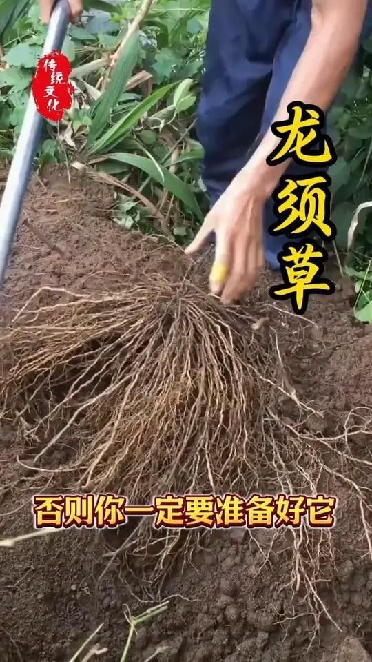 龍須胡須的用途與功效 龍須胡須的用途與功效 觀賞魚百科 第5張