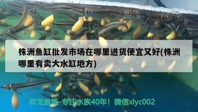 株洲魚缸批發市場在哪里進貨便宜又好(株洲哪里有賣大水缸地方)