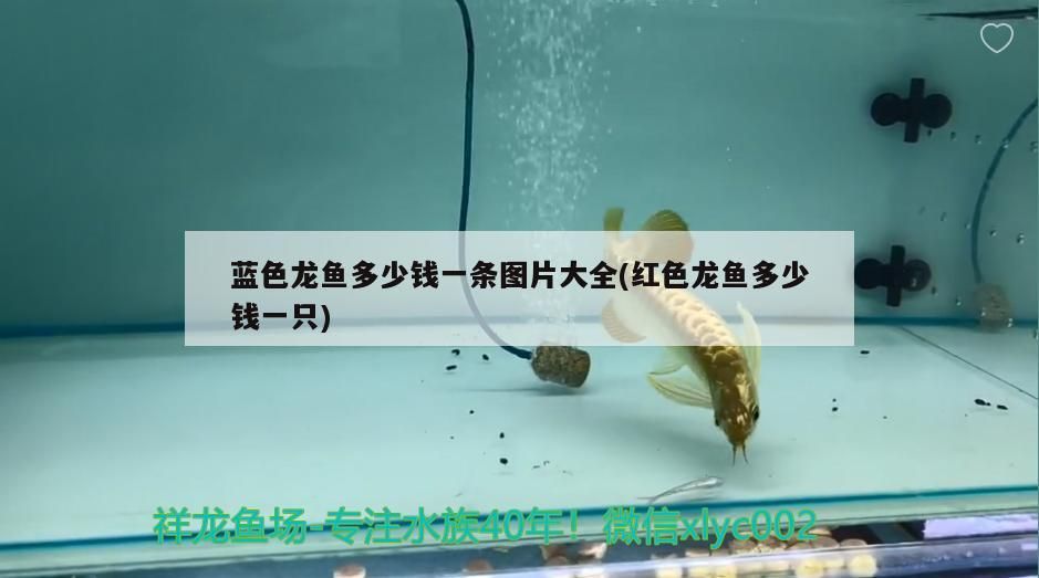 藍色龍魚多少錢一條圖片大全(紅色龍魚多少錢一只)