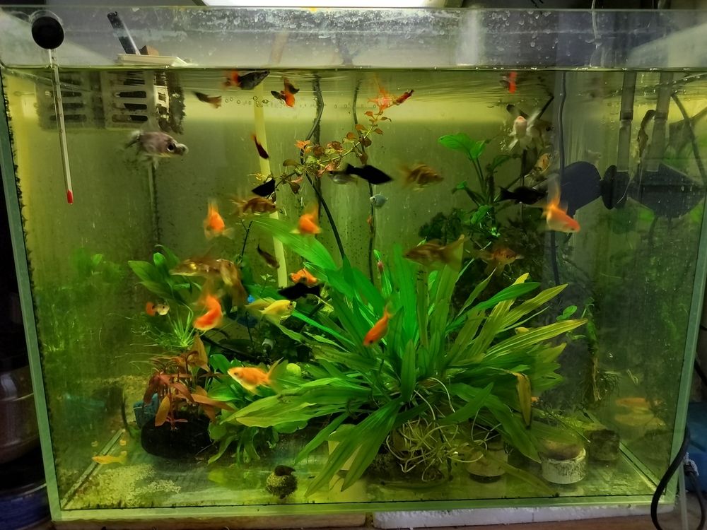 認真養魚