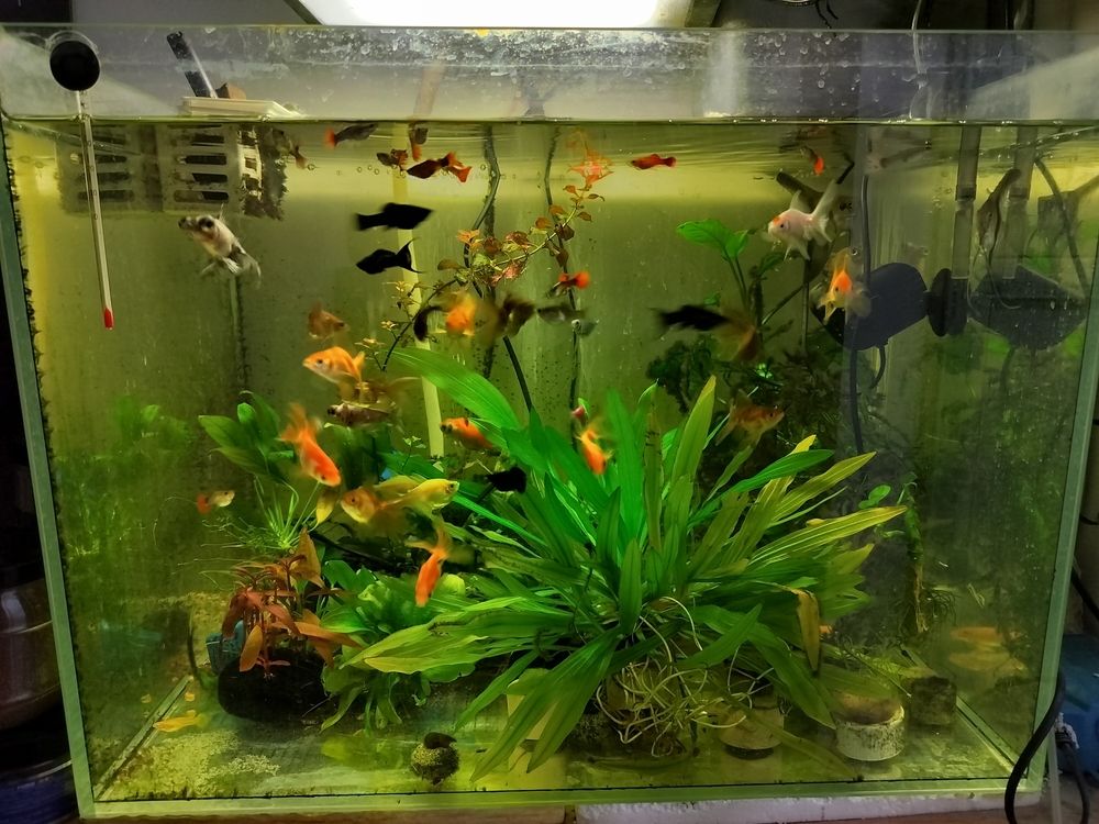 認真養魚