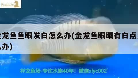 金龍魚魚眼發白怎么辦(金龍魚眼睛有白點怎么辦)