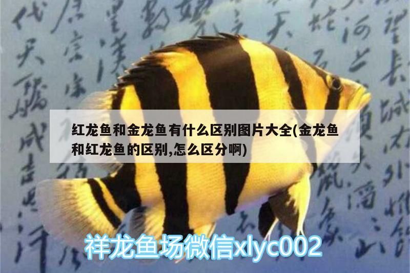 紅龍魚和金龍魚有什么區別圖片大全(金龍魚和紅龍魚的區別,怎么區分啊)