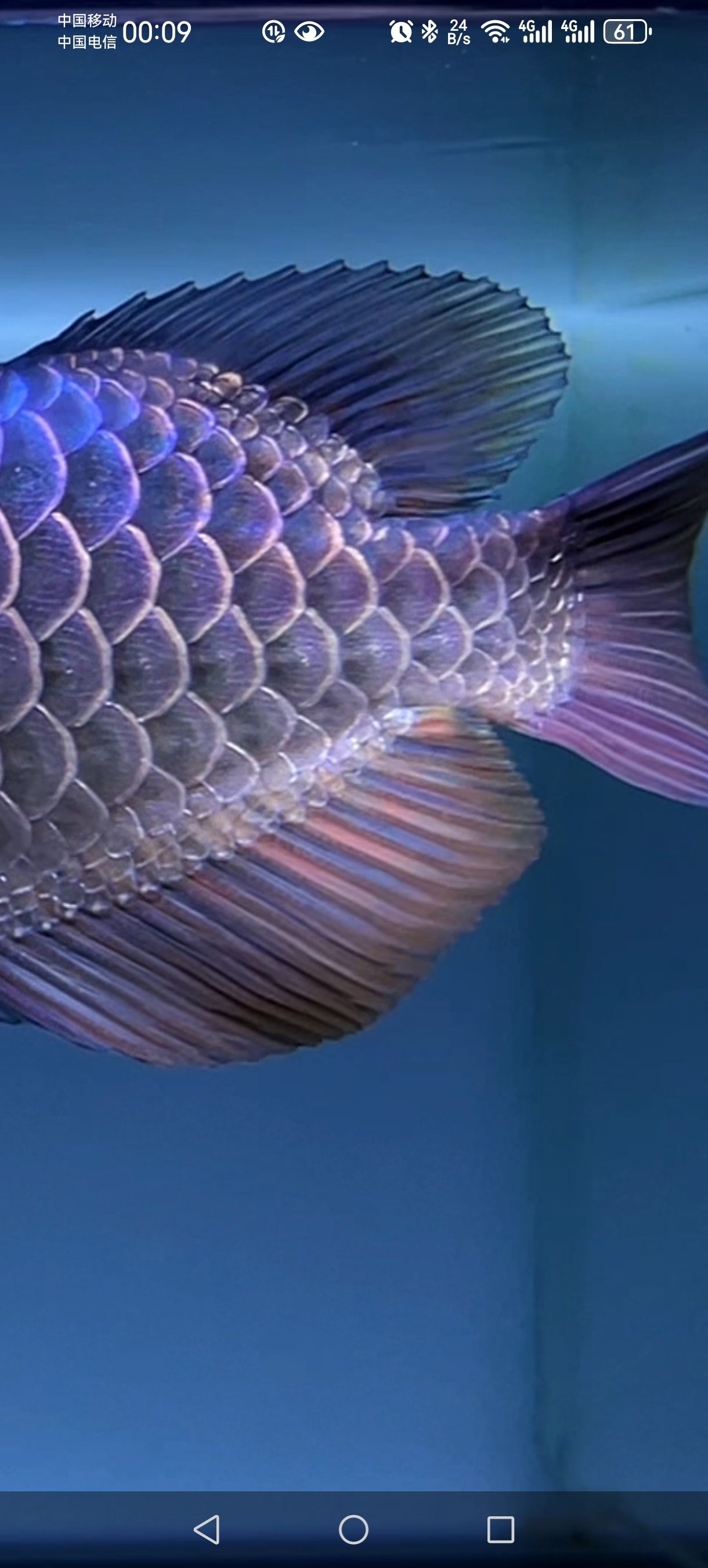 這條魚的珠鱗是兩排還是三排的，大神給科普