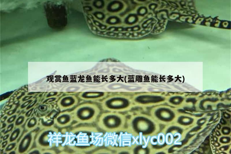 觀賞魚藍龍魚能長多大(藍雕魚能長多大)