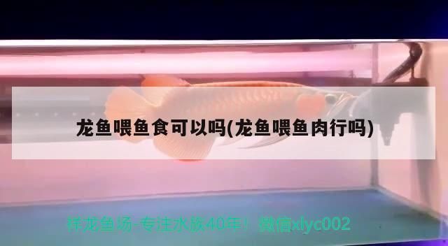 鸚鵡魚 龍魚喂魚食可以嗎(龍魚喂魚肉行嗎) 觀賞魚百科 龍魚喂魚食可以嗎(龍魚喂魚肉行嗎) 龍魚喂魚食可以嗎(龍魚喂魚肉行嗎) 觀賞魚百科