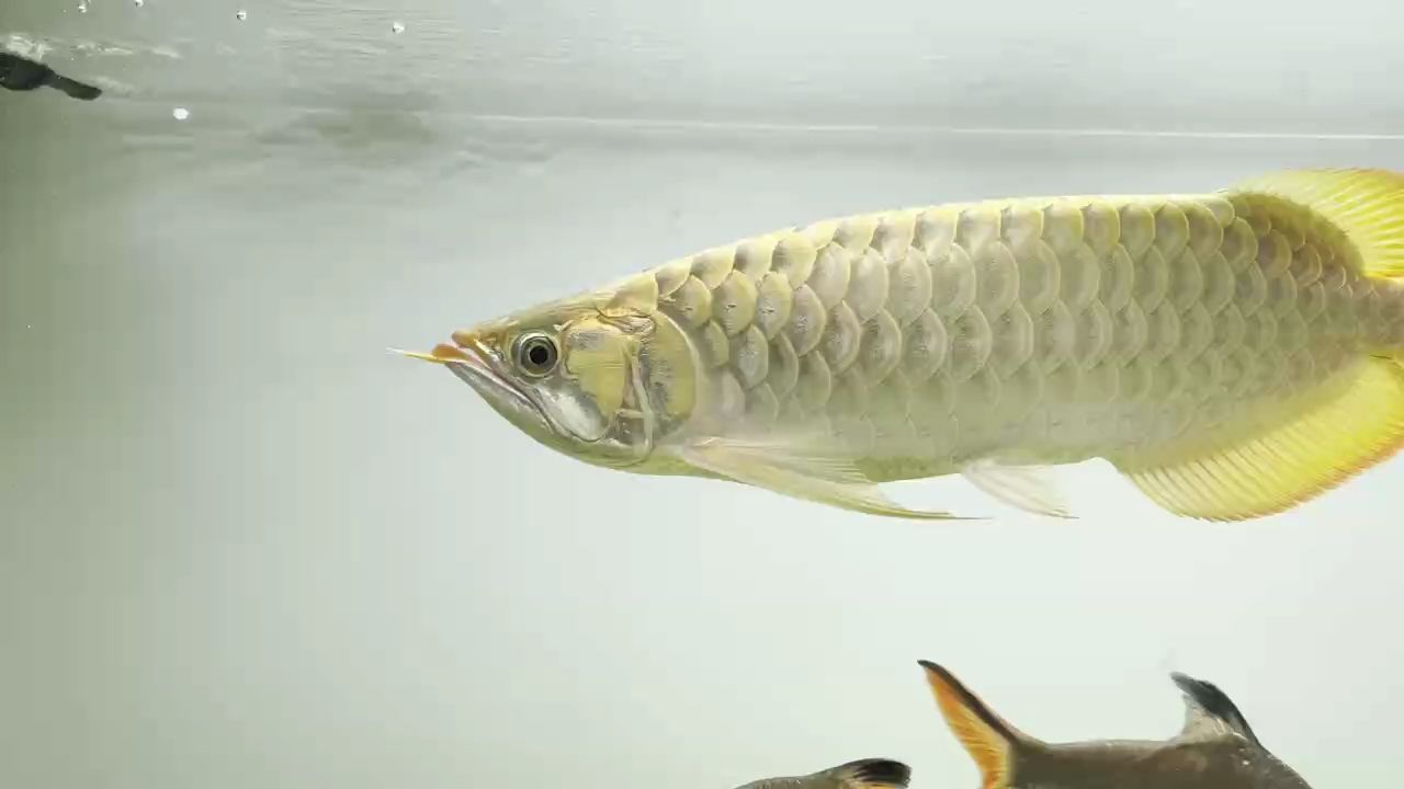 馬上18個(gè)月了，也養(yǎng)兜了。