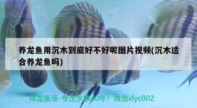 養龍魚用沉木到底好不好呢圖片視頻(沉木適合養龍魚嗎)