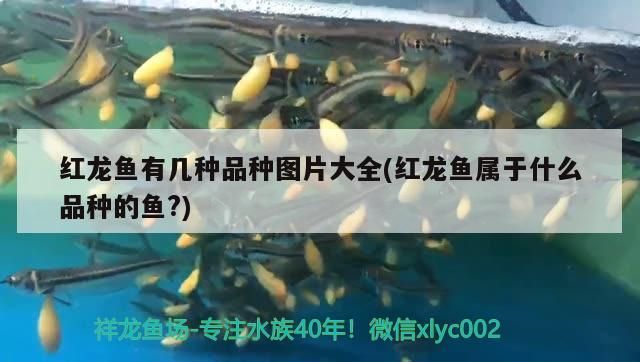 紅龍魚有幾種品種圖片大全(紅龍魚屬于什么品種的魚?)
