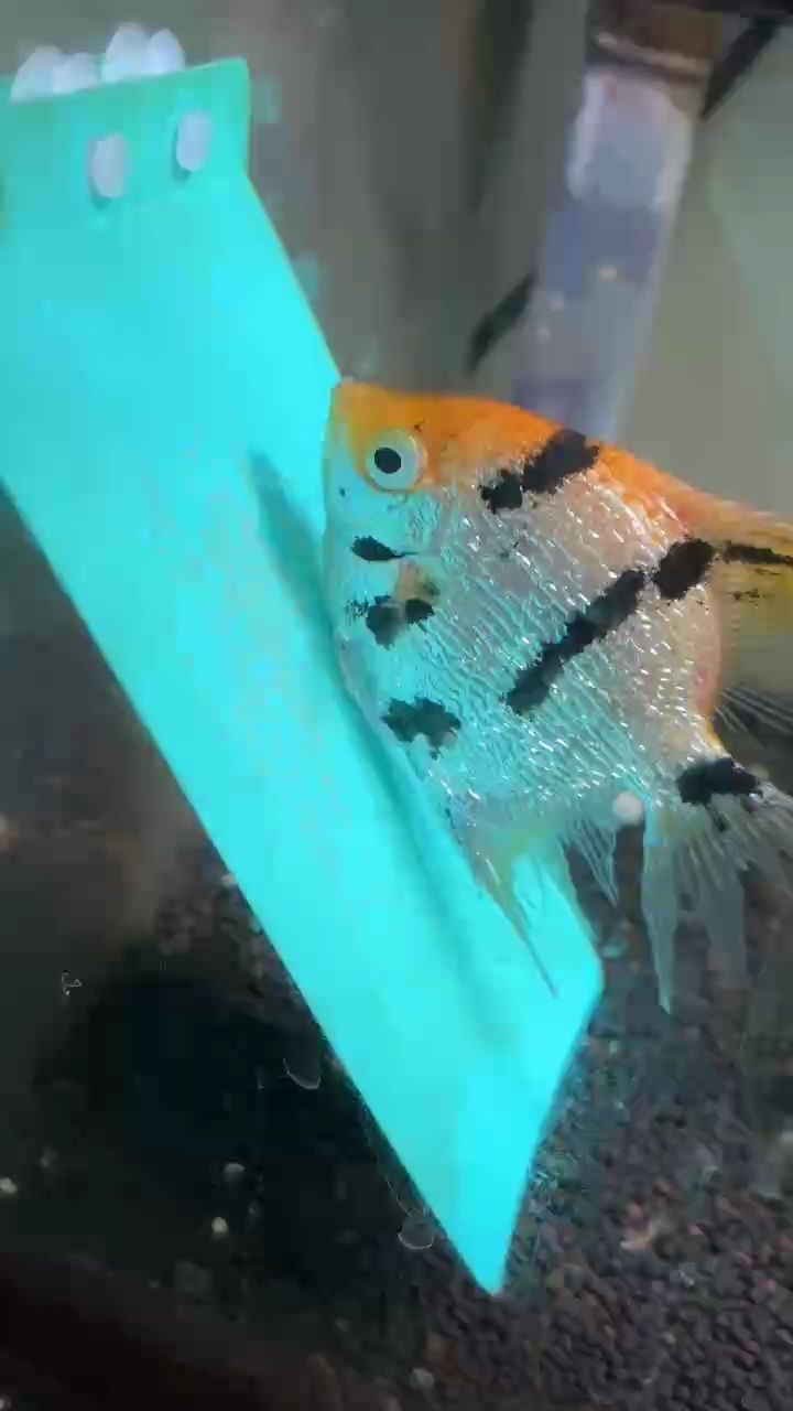 高產