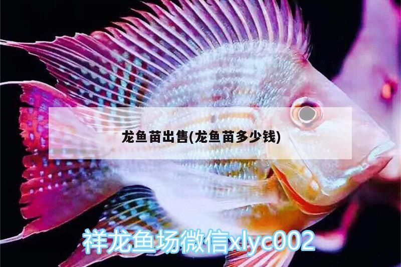 龍魚苗出售(龍魚苗多少錢)