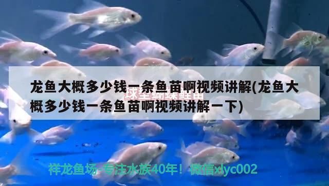 過背金龍魚 龍魚大概多少錢一條魚苗啊視頻講解(龍魚大概多少錢一條魚苗啊視頻講解一下) 觀賞魚百科 龍魚大概多少錢一條魚苗啊視頻講解(龍魚大概多少錢一條魚苗啊視頻講解一下) 龍魚大概多少錢一條魚苗啊視頻講解(龍魚大概多少錢一條魚苗啊視頻講解一下) 觀賞魚百科