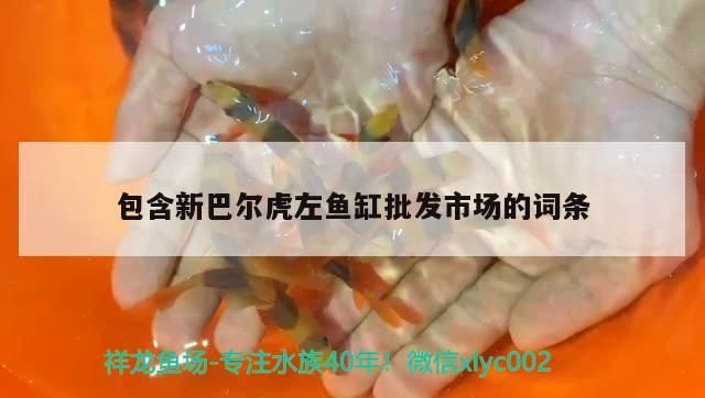 包含新巴爾虎左魚缸批發市場的詞條